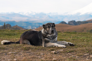 A Caucasian sheepdog in a natural environment against the background of mountains. Snow-covered...