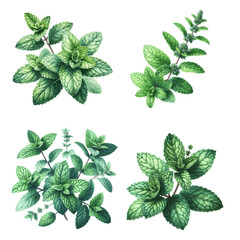 green mint herb with leaves watercolor paint on white for greeting card wedding design
