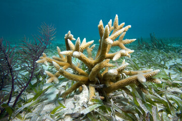 Staghorn coral, Acropora cervicornis,a Critically Endangered species,growning in a bed of Turtle Grass, Florida Keys National Marine Sanctuary, Florida, USA