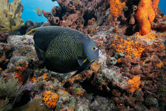 A beautiful French Angelfish, Pomacanthus paru, Florida Keys National Marine Sanctuary
