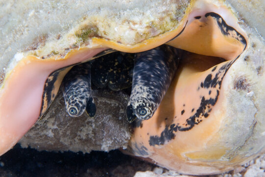 Eyes of Queen Conch, Strombus gigas, Florida Keys, Florida