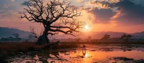 Sunset view of a deceased tree in Myanmar's Mandalay. - obrazy, fototapety, plakaty