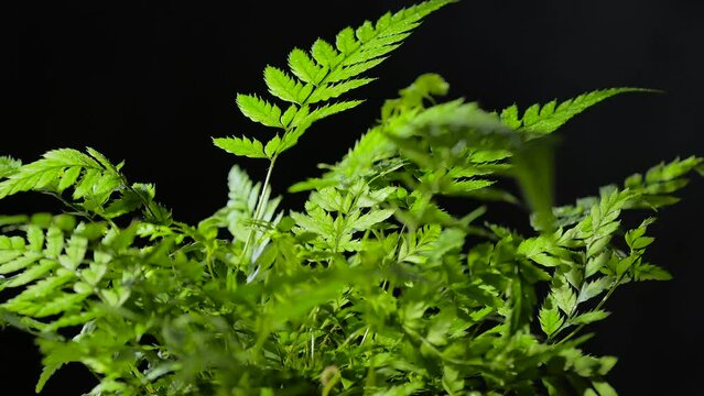 A potted fern rotates on a black background. Fresh light fern green leaves.