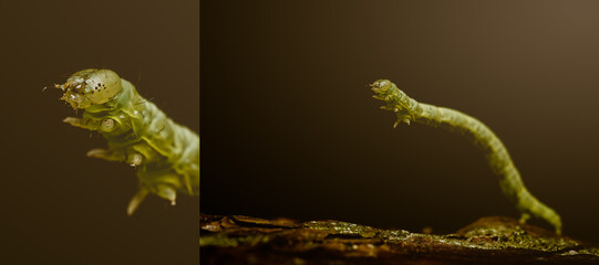 Green walking caterpillar on wet bark