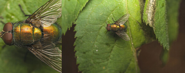 Colorful fly on a green leaf