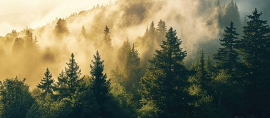 High quality photo of a forest with fog and sunrise.