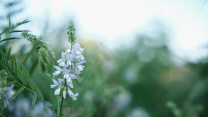 Armonia di fiori bianchi. 