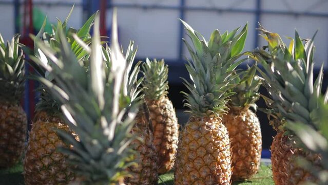  Rows of ripe pineapples on the counter of a freshly squeezed juice seller.