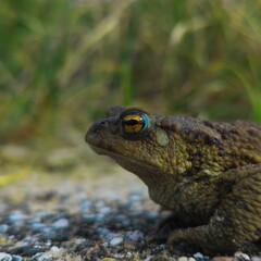 Obraz premium a toad with green eyes sitting on top of a gravel road