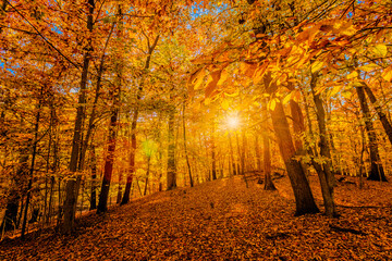 Beautiful colorful Nature Fall Scenery