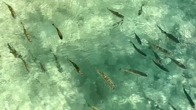 Dużo małych rybek w przezroczystej wodzie