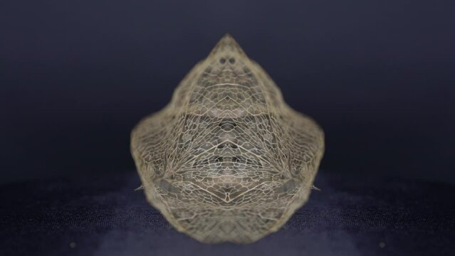 Physalis peruviana from dried as a skellet but decorative