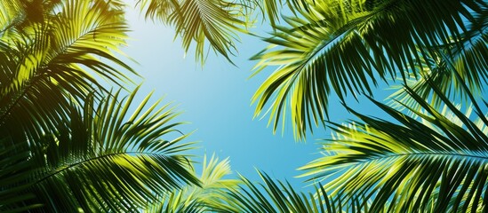 Background with coconut or palm trees.