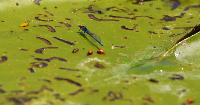 Close up view of common blue damselfly and other bugs on a leaf of water lily