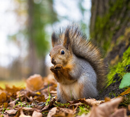 Portrait of a red, adult squirrel with a fluffy tail in the park. A squirrel in the park is sitting on its hind legs, gnawing a nut. Blurred background. 