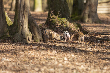 Wild boar - Sus scrofa - in the forest and by the in its natural habitat. Photo of wild nature.