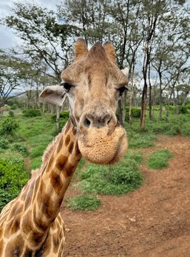 Giraffe Attitude