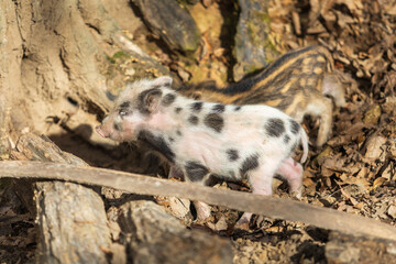 Wild boar - Sus scrofa - in the forest and by the in its natural habitat. Photo of wild nature.