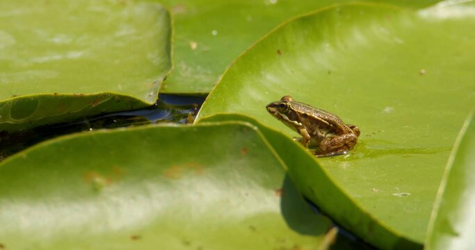 Small Balkan frog sitting still on a large water lily leaf and jumping in water
