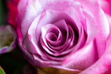 Rose rosa Closeup Nahaufnahme Natur