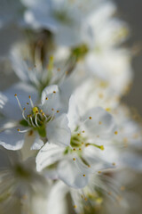 Kirsche Blüte weiß Closeup Nahaufnahme Natur