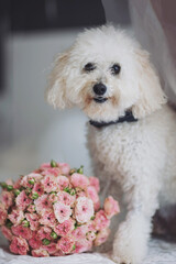 White Maltese dog with brides bouquet. Creative canine portraits in the natural light at home with fresh flowers. Curly white toy poodle. 