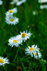 Gänseblümchen Daisy Wiese Closeup Nahaufnahme Natur