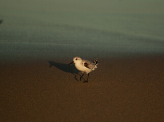 bird on the beach