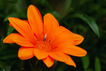 orange flower in the garden