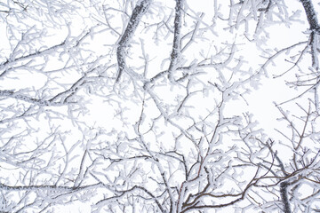 상고대 나뭇가지 Foarfrost, Snow on the tree