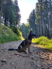 German shepherd dog playing in the garden or mountain or meadow in nature. Slovakia