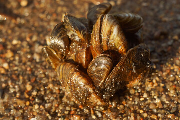Dreissena polymorpha shells