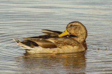 female mallard
