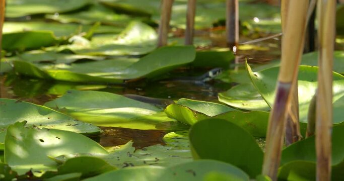 Footage of grass snake swimming around green water lily leaves on pond