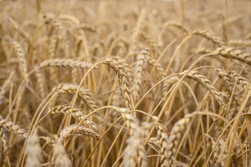 Ripe wheat, ready for harvest, grows on a field