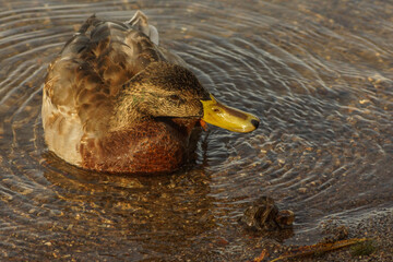 female mallard duck looking on a druze (cluster) Dreissena polymorpha