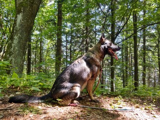 German shepherd dog playing in the garden or mountain or meadow in nature. Slovakia