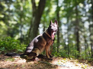 German shepherd dog playing in the garden or mountain or meadow in nature. Slovakia