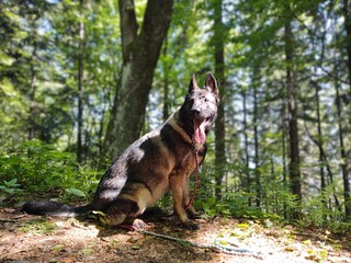 Naklejka premium German shepherd dog playing in the garden or mountain or meadow in nature. Slovakia