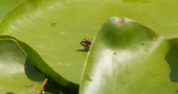 Small cute Balkan frog sitting still on a large green water lily leaf