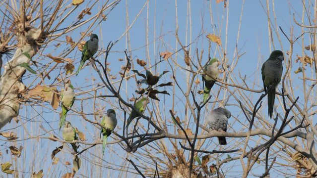 Group of green parakeet monks Myiopsitta monachus gathering in a tree in Ciutadella Park. Birdfeeding and bird-watching for tropical birds in Spain, Barcelona