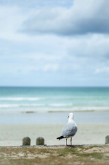 seagull on the beach