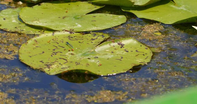 Common blue damselfly standing still on a large green leaf of water lily