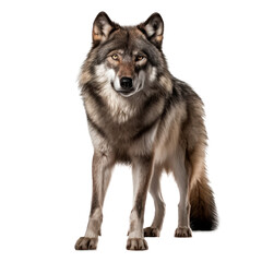 Wolf isolated on transparent background. AI generated. PNG