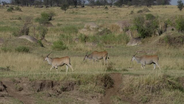 Eland group walking, Tanzania
The beautiful wildlife of Tanzania, 2023
