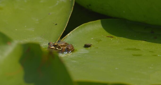 Cute Balkan frog perched on a huge green water lily leaf
