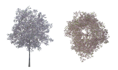 Cherry tree png alpha channel top front view