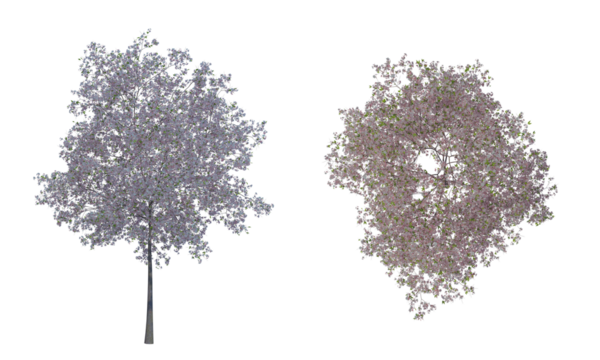 Cherry tree png alpha channel top front view