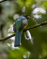 Northern Black-throated Trogon (Trogon tenellus) perched rear view.