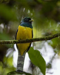 Northern Black-throated Trogon (Trogon tenellus) perched.
